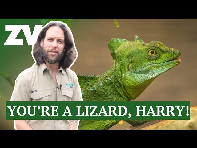 A personal tour of Melbourne Zoo's Reptile House with keeper Boyd