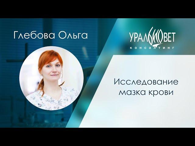 Исследование мазка крови. Глебова Ольга #убвк_лабораторная_диагностика #убвк_гематология