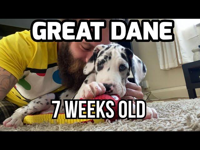 7 Week Old Great Dane Puppy to 9 Months Old! Loki The Great Dane