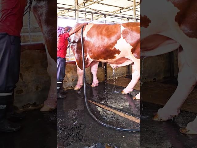 Holstein Friesian bull's beautiful color pops up when he gets showered