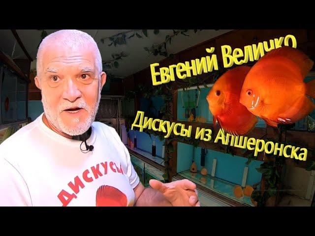 Дискусы из Апшеронска. Евгений Величко