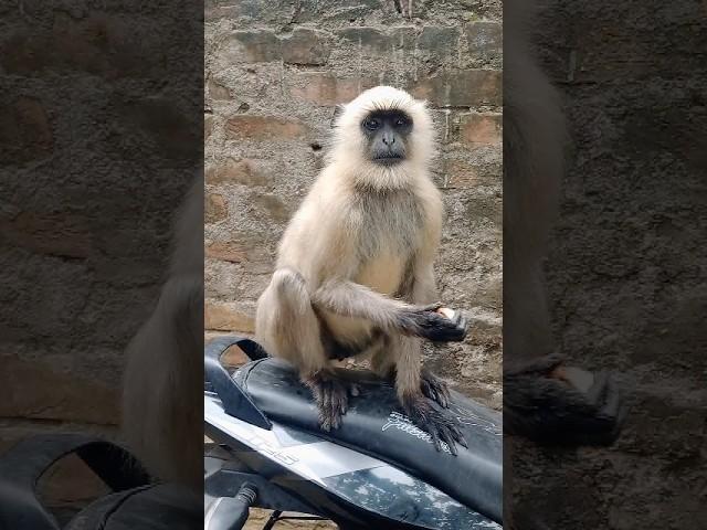 Hanumaner bike chalano video#hanuman #monkey #balaji