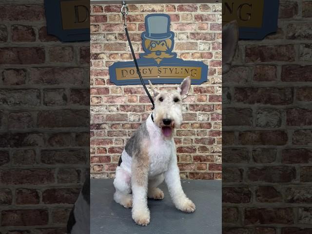 Doggy Daily Episode 190: Rupert the Wire Haired Fox Terrier  #wirehairedfoxterrier #doggrooming