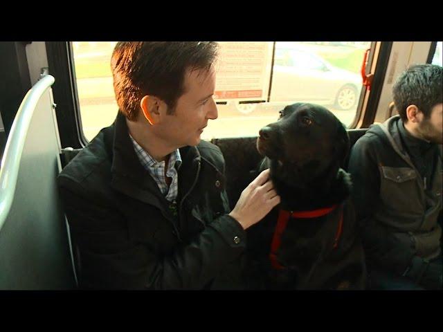 Dog Rides the Bus Solo