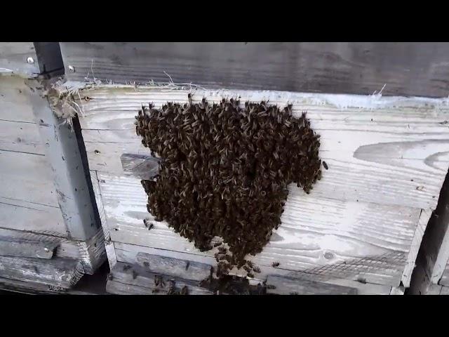 на разведенческой