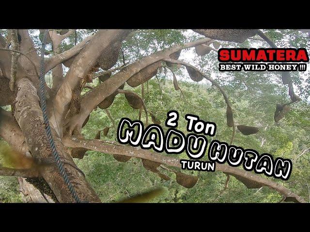 PROSES PENURUNAN MADU SIALANG SUMATERA ( RIAU )