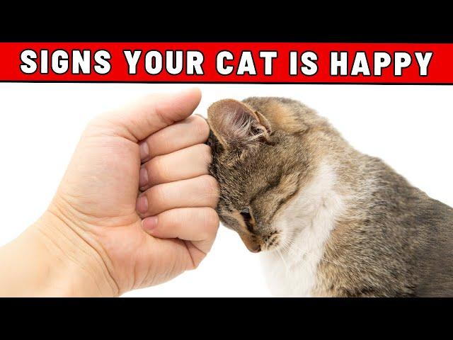 7 Things That Make Your Cat Happy - You Would Never Suspect!