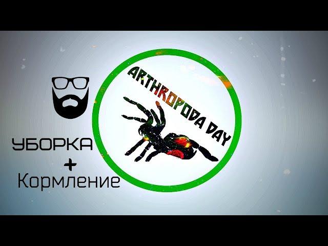 Уборка (brachypelma smithi) + Кормление (caribena versicolor)