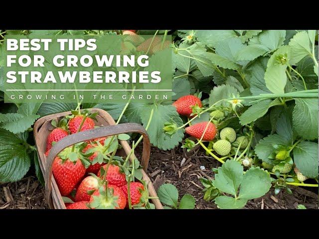 HOW to PLANT and GROW STRAWBERRIES, plus TIPS for growing strawberries in HOT CLIMATES