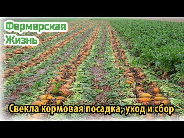 Свекла кормовая посадка, уход и сбор