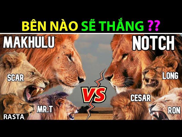 Mapogo Lion coalition vs Notch Lion coalition, who would win?