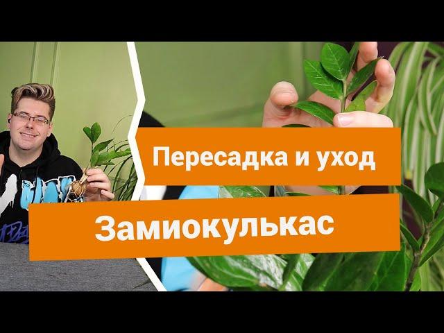 Замиокулькас — как правильно пересаживать и ухаживать?