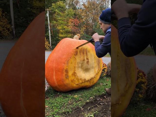 Prepping for carving and collecting seeds #halloween #pumpkin #giantpumpkin #gardening #asmr