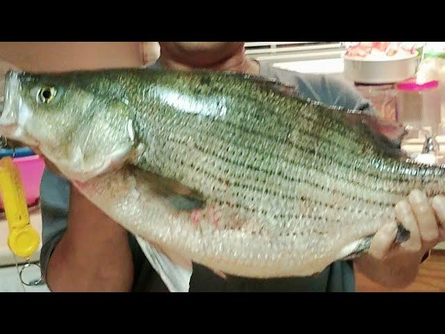 Hybrid triped   bass fishing below Truman Dam on weekend ️️