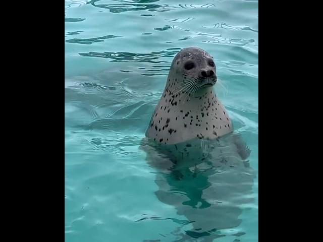 Sweet Baybee just woke up and is dancing 4 u now~️ (tokkaricenter_official on instagram )