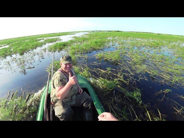 Рыбалка на ПАУК ПОДЪЁМНИК . Огромные караси и сазаны в пересыхающем ручье