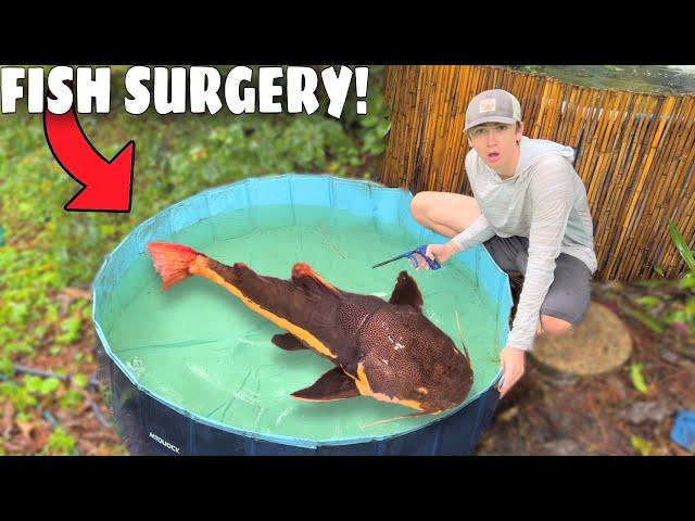 Emergency Fish Surgery to SAVE New Pet!