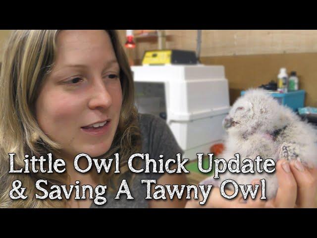 Little Owls | Two week old chick update| Breeding Birds Of Prey