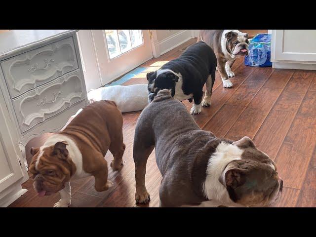 Just Another Day With 5 English Bulldogs