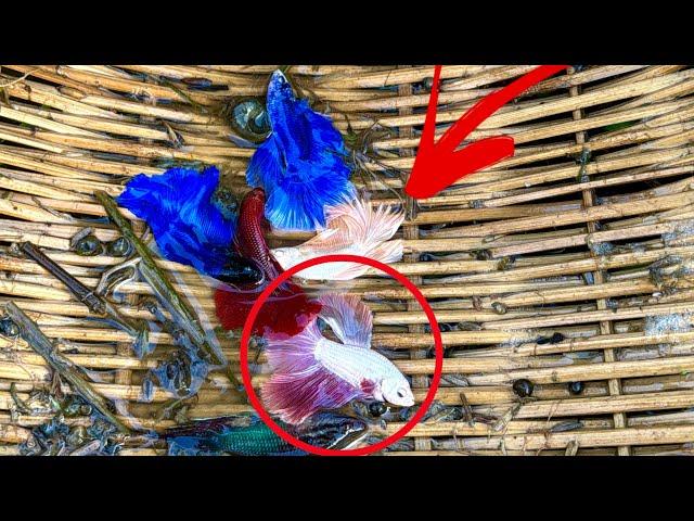 Betta Fish in Their Natural Environment – Amazing Discoveries Catching Betta Fish From This Place