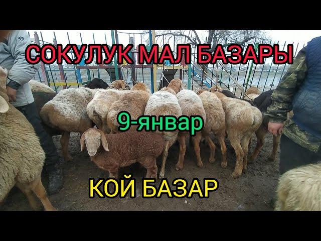 СОКУЛУК МАЛ БАЗАРЫ 9-ЯНВАР КОЙЛОР КОЧКОР КОЗУ ЭЧКИ