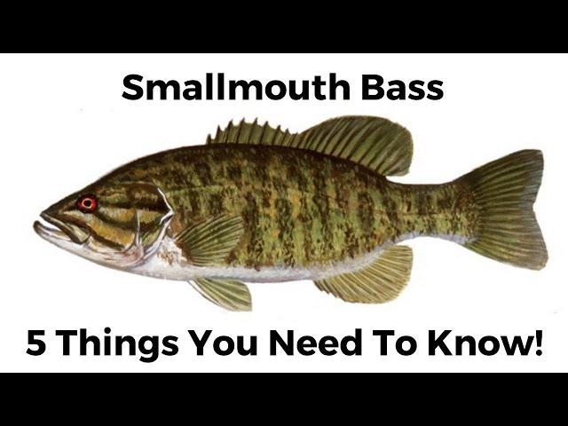 5 Things You Need To Know About Smallmouth