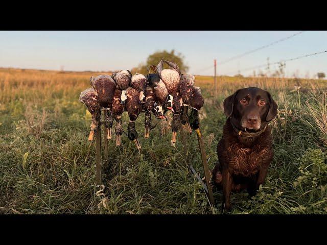 Hunting Hundreds of Ducks In a Tiny Public Land Pothole!