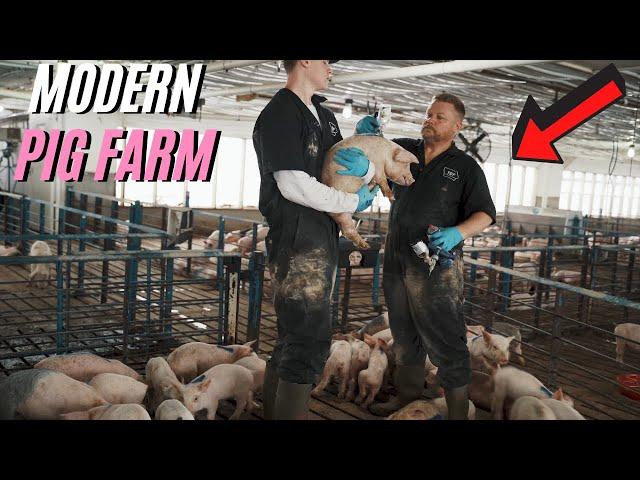 A Full Day Of Modern Pig Farming