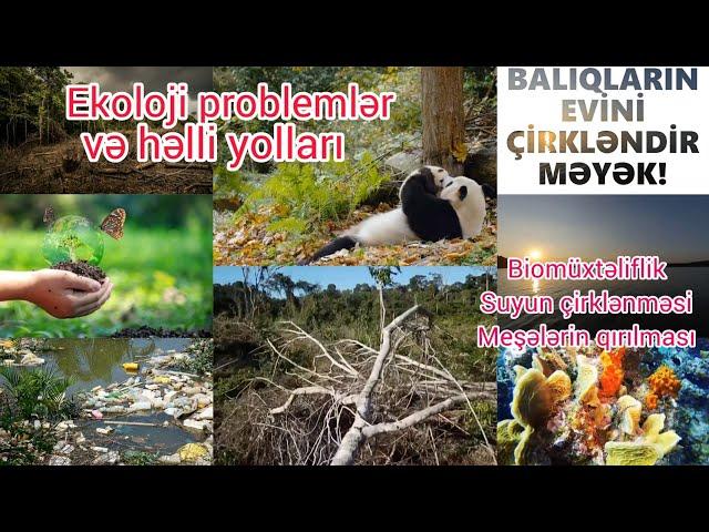 Ekoloji problemlər və onların həlli yolları. Ağacların qırılması, suyun çirklənməsi. EKOLOJİ PROBLEM