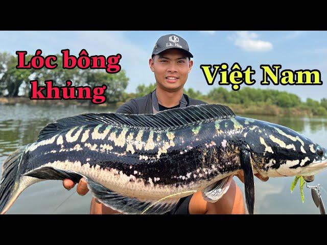 Truy Tìm Lóc Bông Khủng Việt Nam