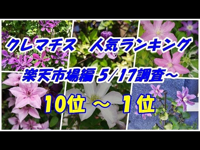 クレマチス　人気ランキング　10位～1位　～楽天市場編 5/17の週間ランキング～