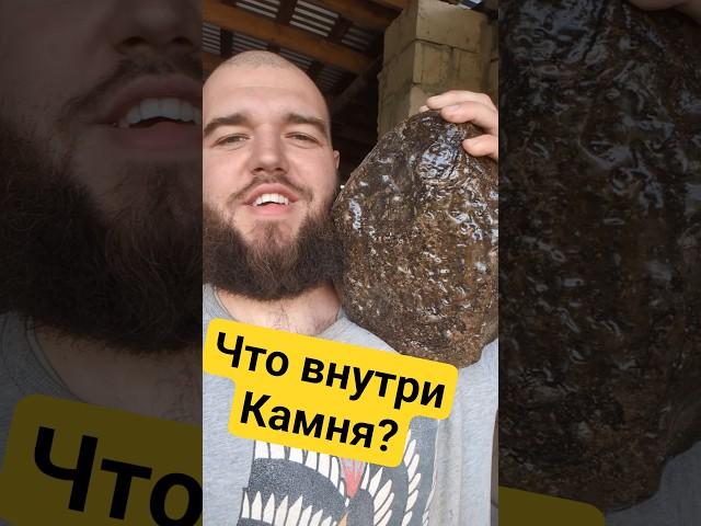 Шедевр внутри камня! #камнемания #золото #аммонит #наутилус #окаменелости #fossils  #пирит #ammonite