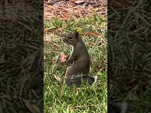 florida squirrel duels are the real deal #oldwest #bizarre #absurd #squirrels #duel #funnyvideos