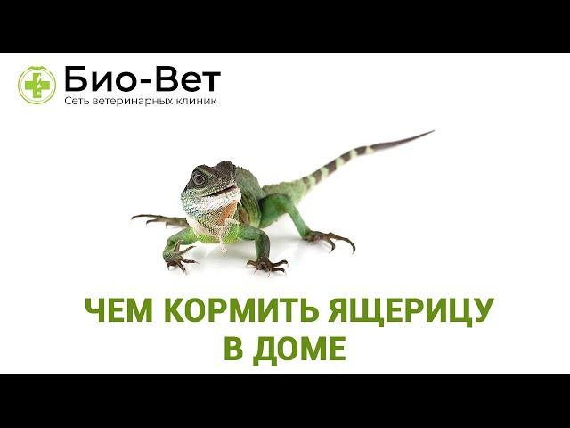 Содержание Ящериц & Чем Кормить Ящерицу В Доме // Ветклиника Био-Вет