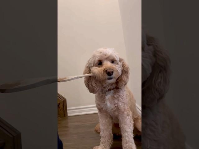 Mini Cockapoo Has Funny Reaction to Feeding Her Dad 