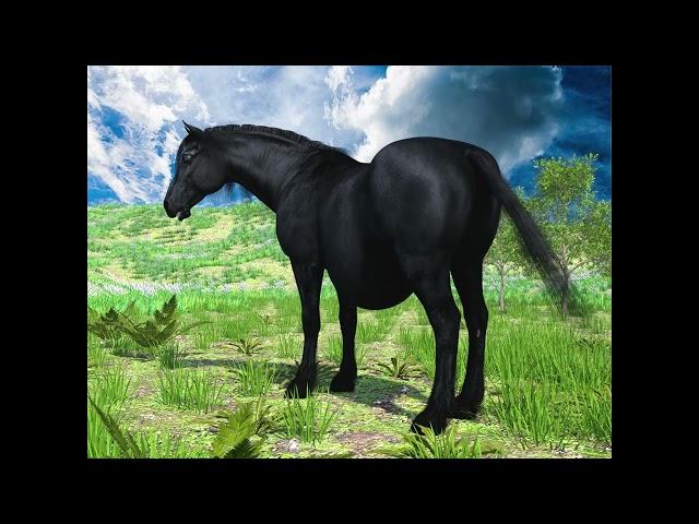 Animation test - Friesian horse's belly A