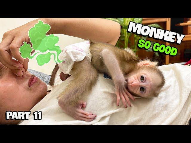 YuYu Monkey Family's Cutest Videos! Part 11