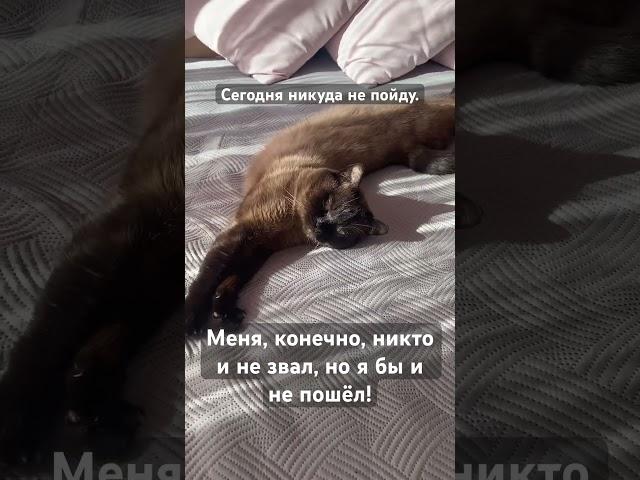 70Жизнь в ЭстонииСегодня никуда не пойду! #shorts #cat #funnyshorts