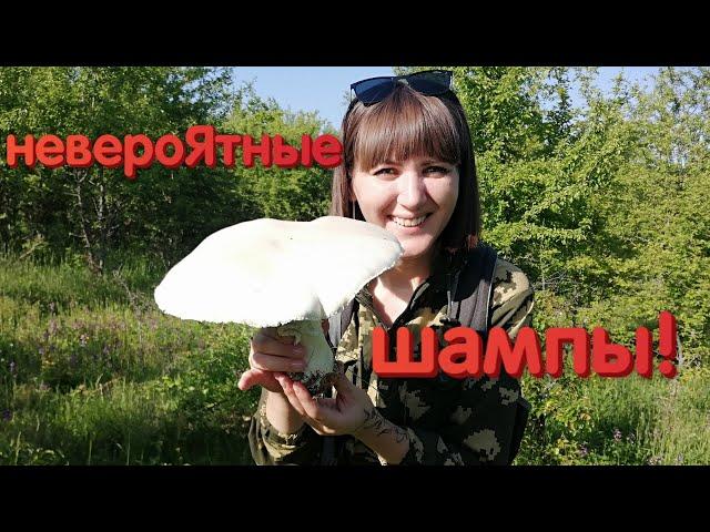 Гигантские шампиньоны на горных пастбищах! Какие коровы - такие и грибы)