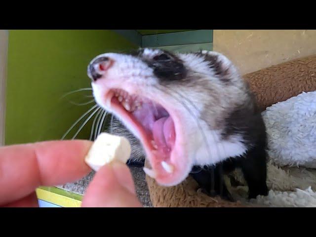 Ferret Treats: The Good, the Bad & the Deadly