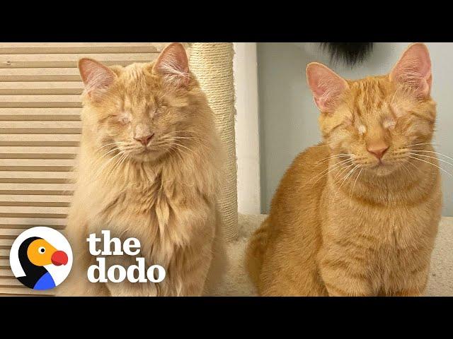 Rescued Blind Kittens Have The Cutest Way Of Locating Each Other | The Dodo