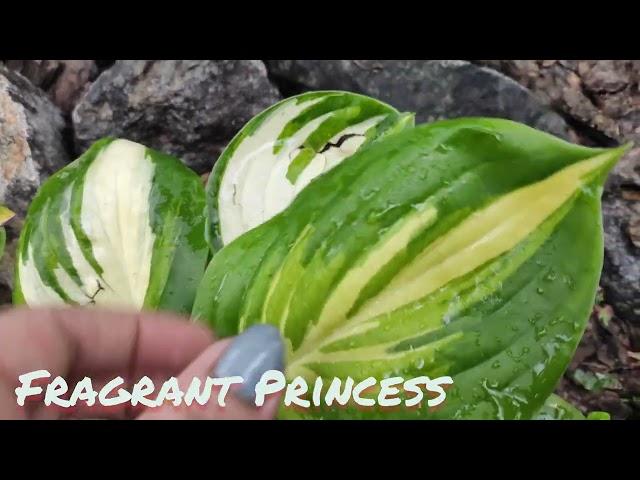 Редкий сорт  хосты Fragrant Princess... свежая посадка #хоста#редкийсорт#Fragrant Princess#