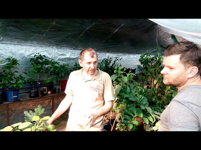 Теплица термос 9.06.2017