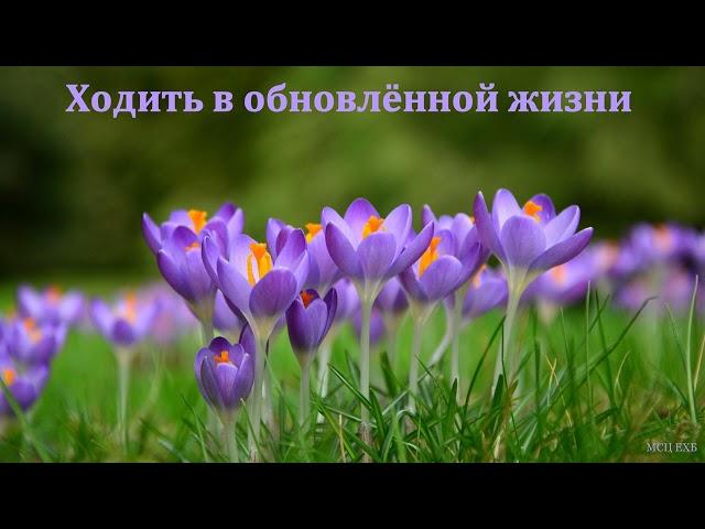 "Ходить в обновлённой жизни". А. Войтухов. МСЦ ЕХБ