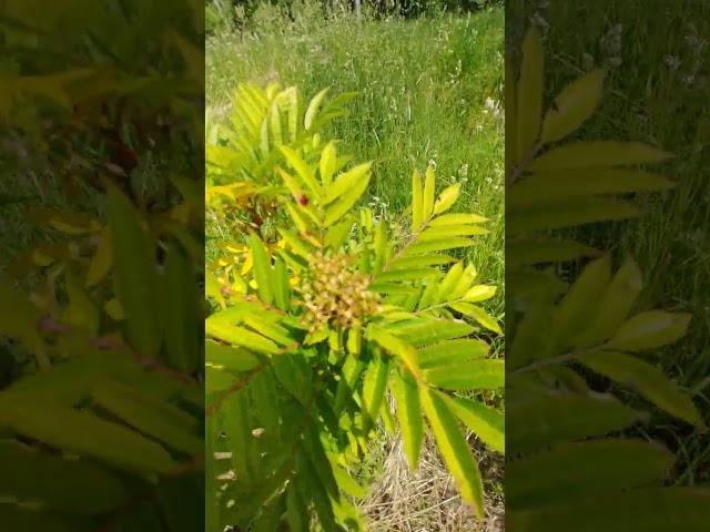 Sorbus Autumn Spire/Flanrock