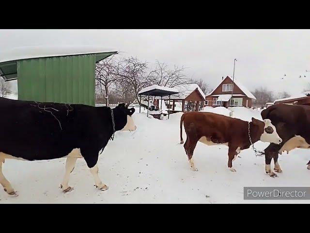 КОРОВЫ на выгуле/ С козами справляюсь, А коров БОЮСЬ Дорогое СЕНО/ ОБМАН/