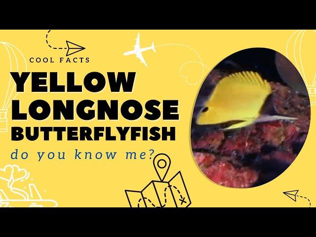 Yellow longnose butterflyfish facts  forceps butterflyfish  Forcipiger flavissimus 