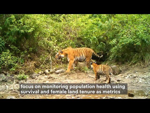 60 Second Science: Studying Tiger Recovery in India