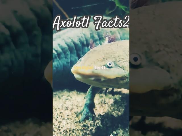 Water Monster | Animal Facts #animals #wildlife #axolotl #ytshorts #shortsfeed #fyp #trending