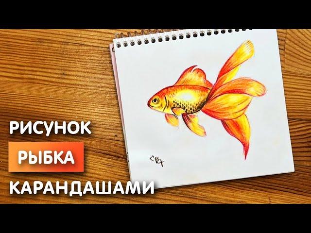 Как нарисовать золотую рыбку цветными карандашами | Рисунок поэтапно для детей